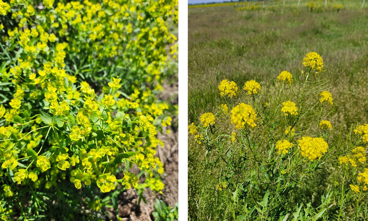 Two pictures: The left picture consists of a green leafy spurge plant with yellow flowers. The right picture is of a pasture with a green hedge mustard plant with yellow flowers in the foreground.