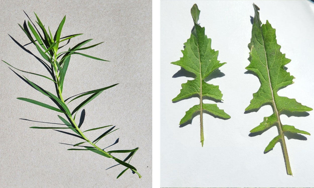 Two pictures: the top one has a white background with green leafy spurge leaves that are slender. The bottom picture also has a white background, but the green hedge mustard leaves are large and deeply lobed.