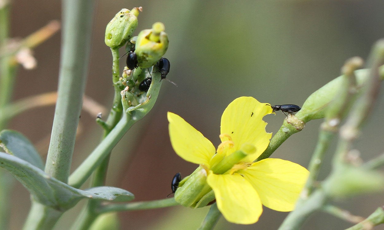 Small black beetles feeding on the green leaf of a canola plant.