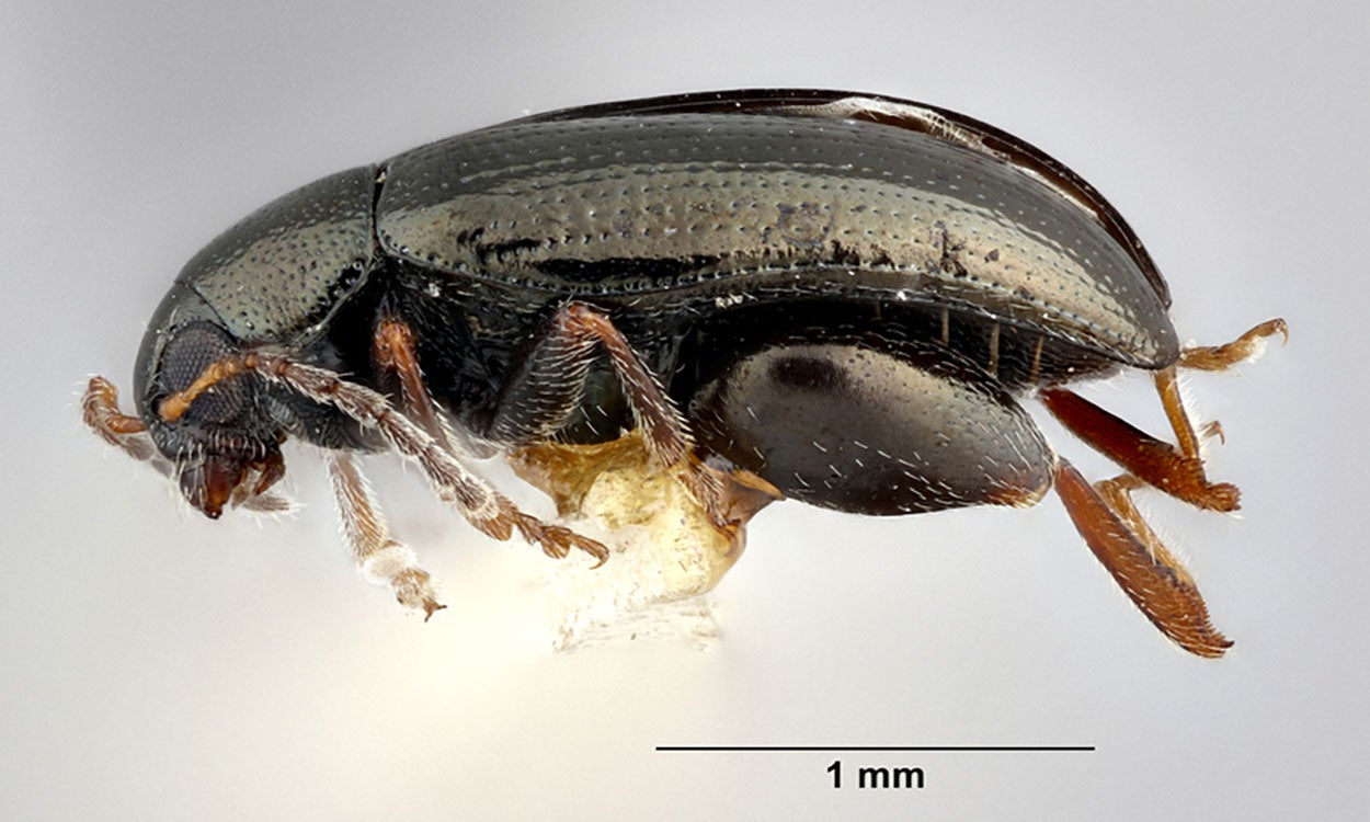 Small black beetle.