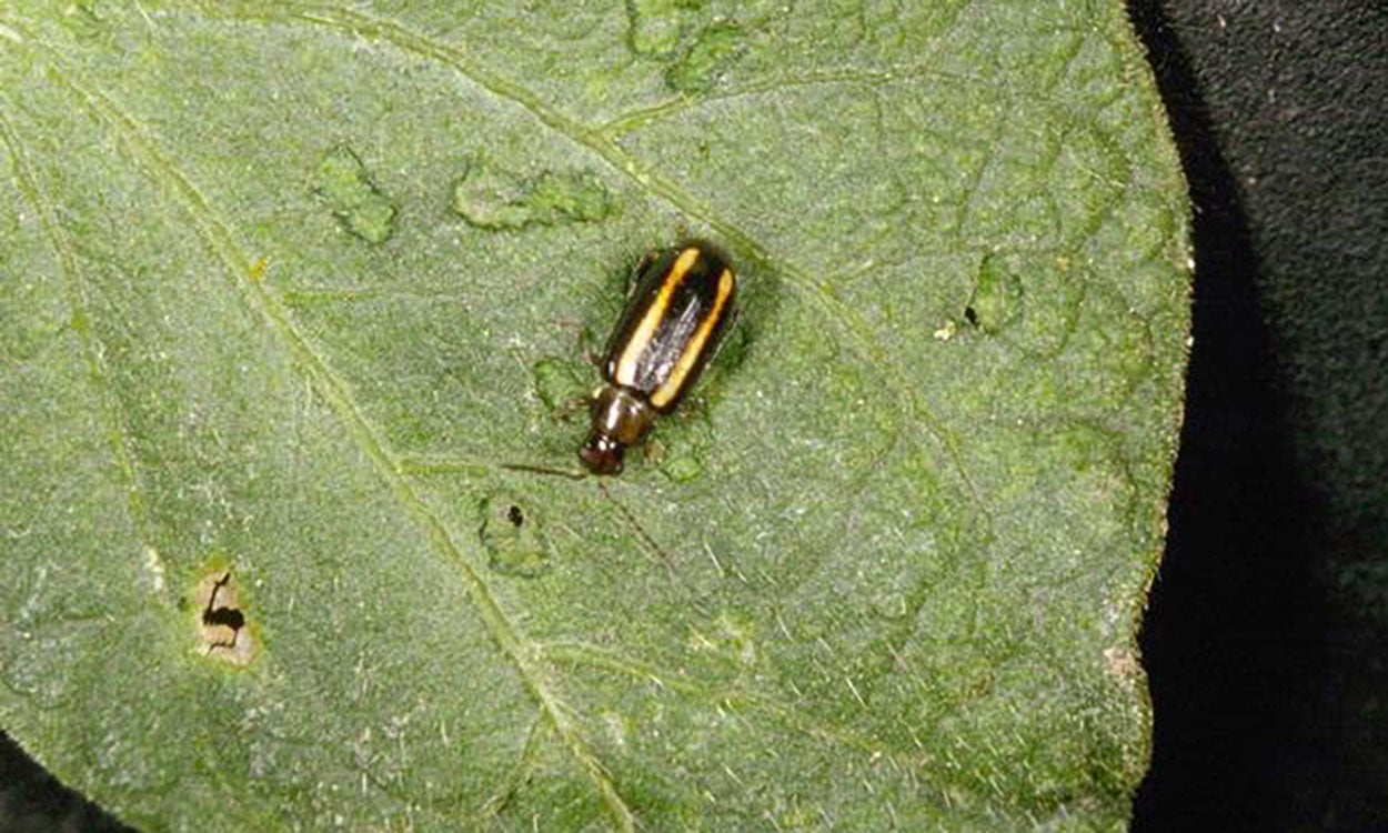 Small black and yellow striped beetle.