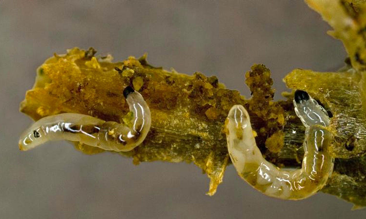 Small shiny fly larvae with black heads on a brown plant root.