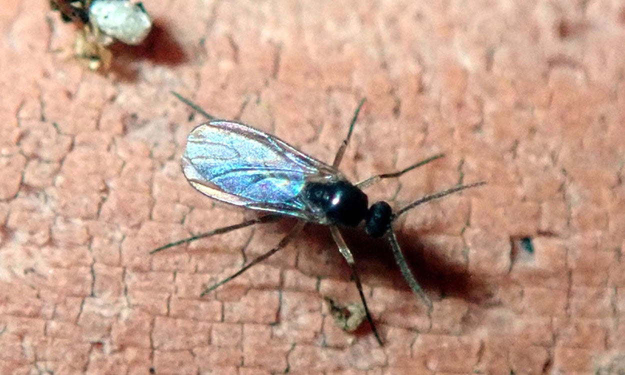 Small black fly with dusky colored wings.  