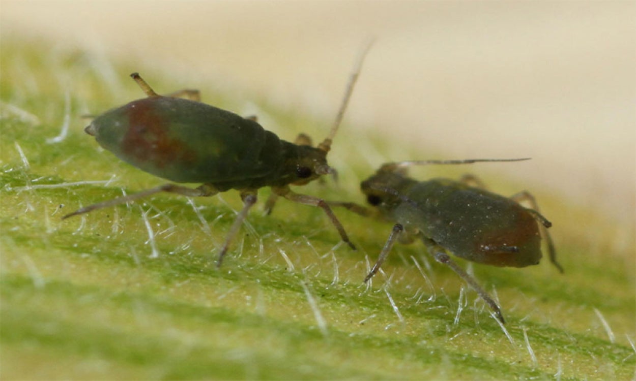 Two dark green aphids with rusty patches on a green plant