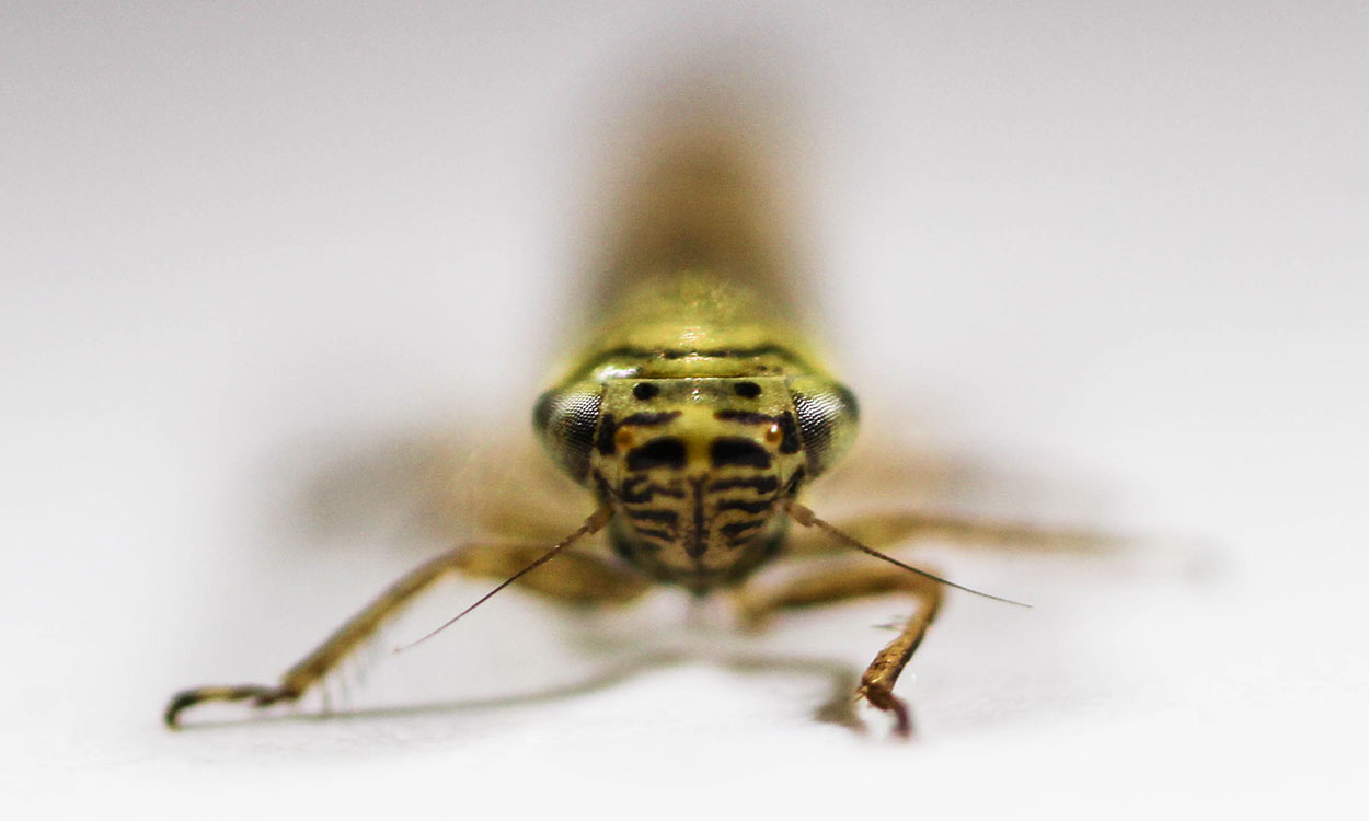Front angle of aster leafhopper.