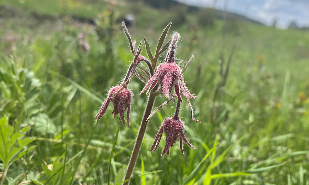 Three, drooping, red fuzzy flowers on a stem with a green leafy background and blue sky.