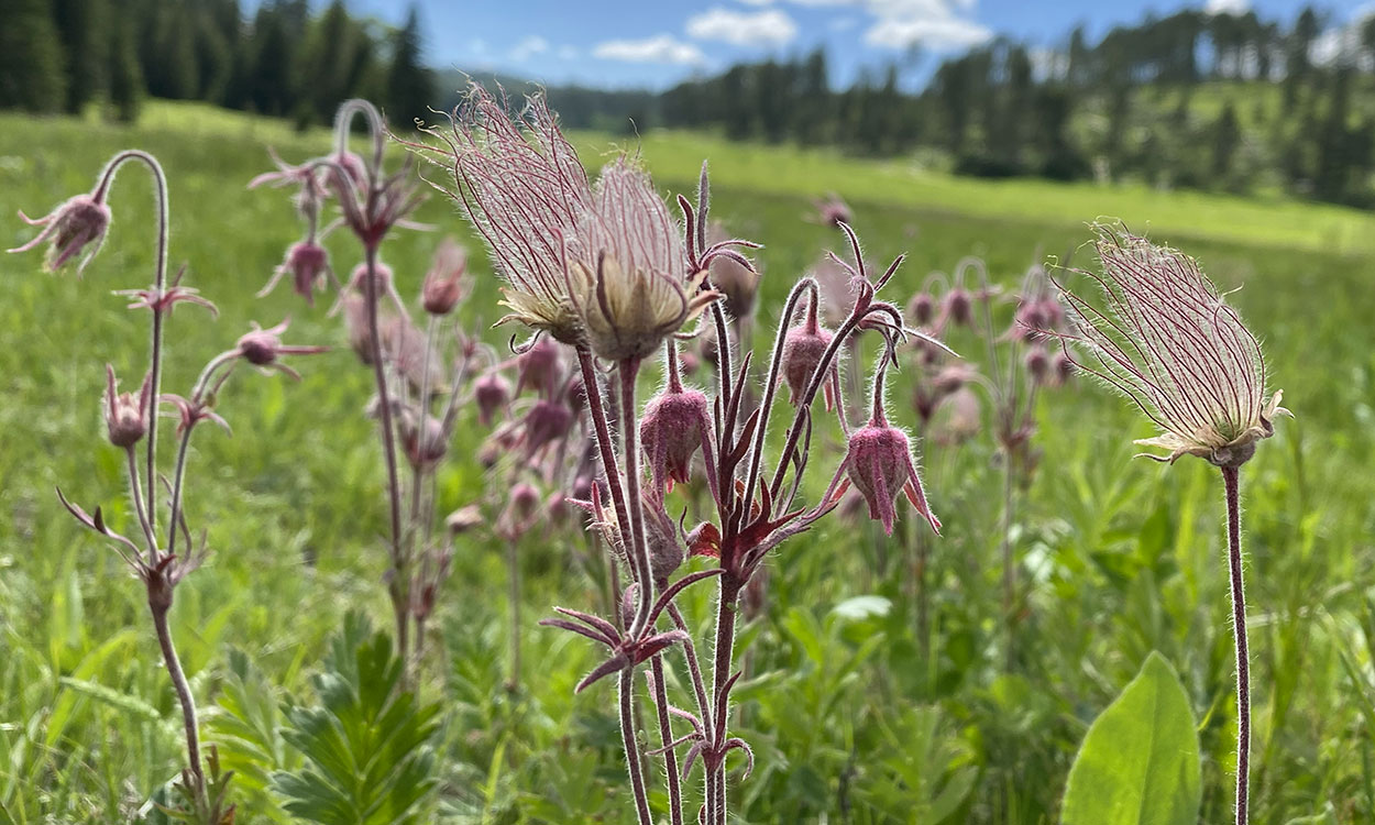 Numerous red, fuzzy, flowers in an open alpine meadow with green forest in the background. Blue sky and dark clouds hang above the tree line.