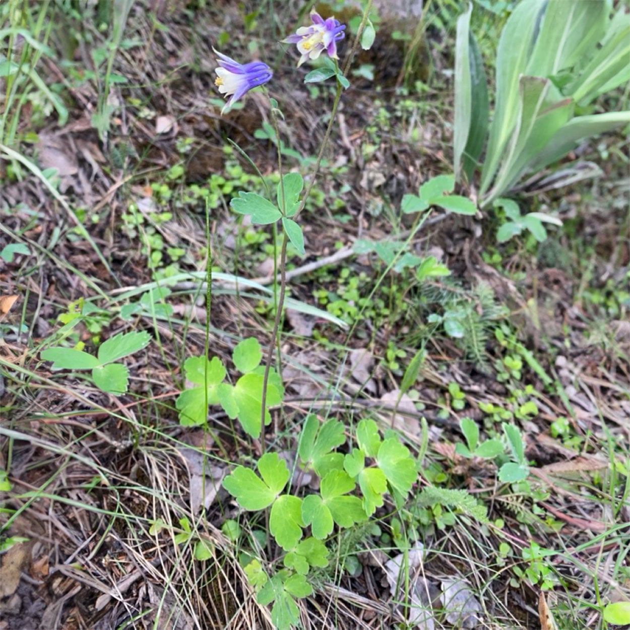 Small-flowered columbine in bloom in a wooded area.