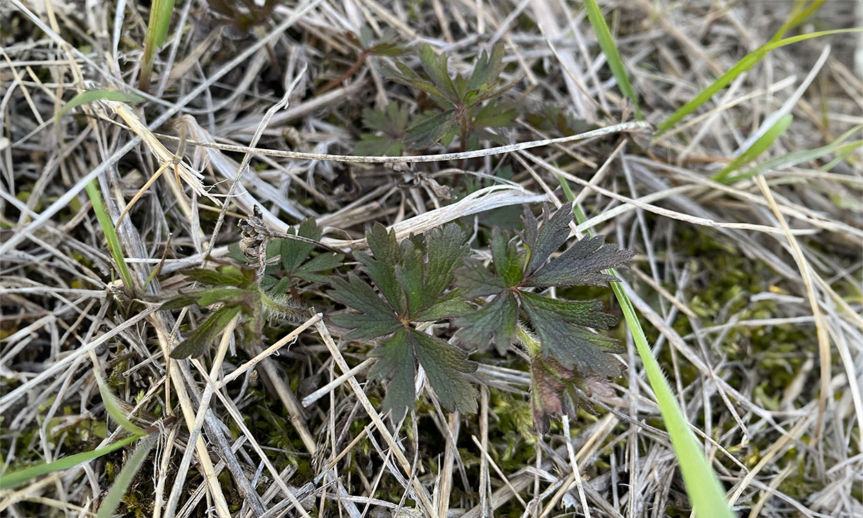 A cluster of green leaflets emerging from the soil. Brown organic residue surrounds the plant growth.