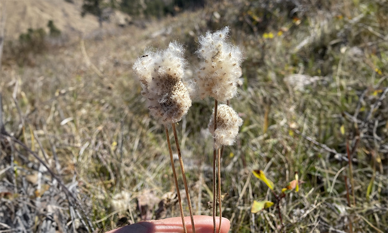 Woolly seed head and brown plant stem in an open woodland. Green forest surrounds an open woodland site.