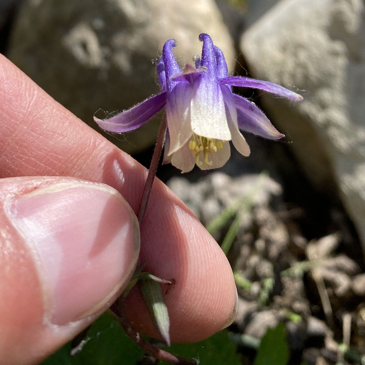 Hand holding a small-flowered columbine plant.