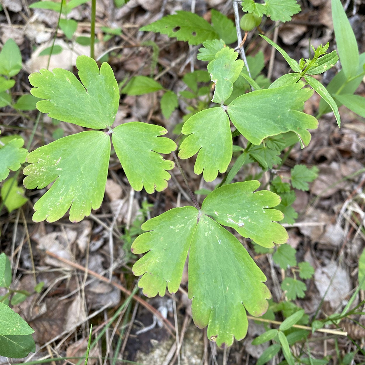 Small-flowered columbine foliage.