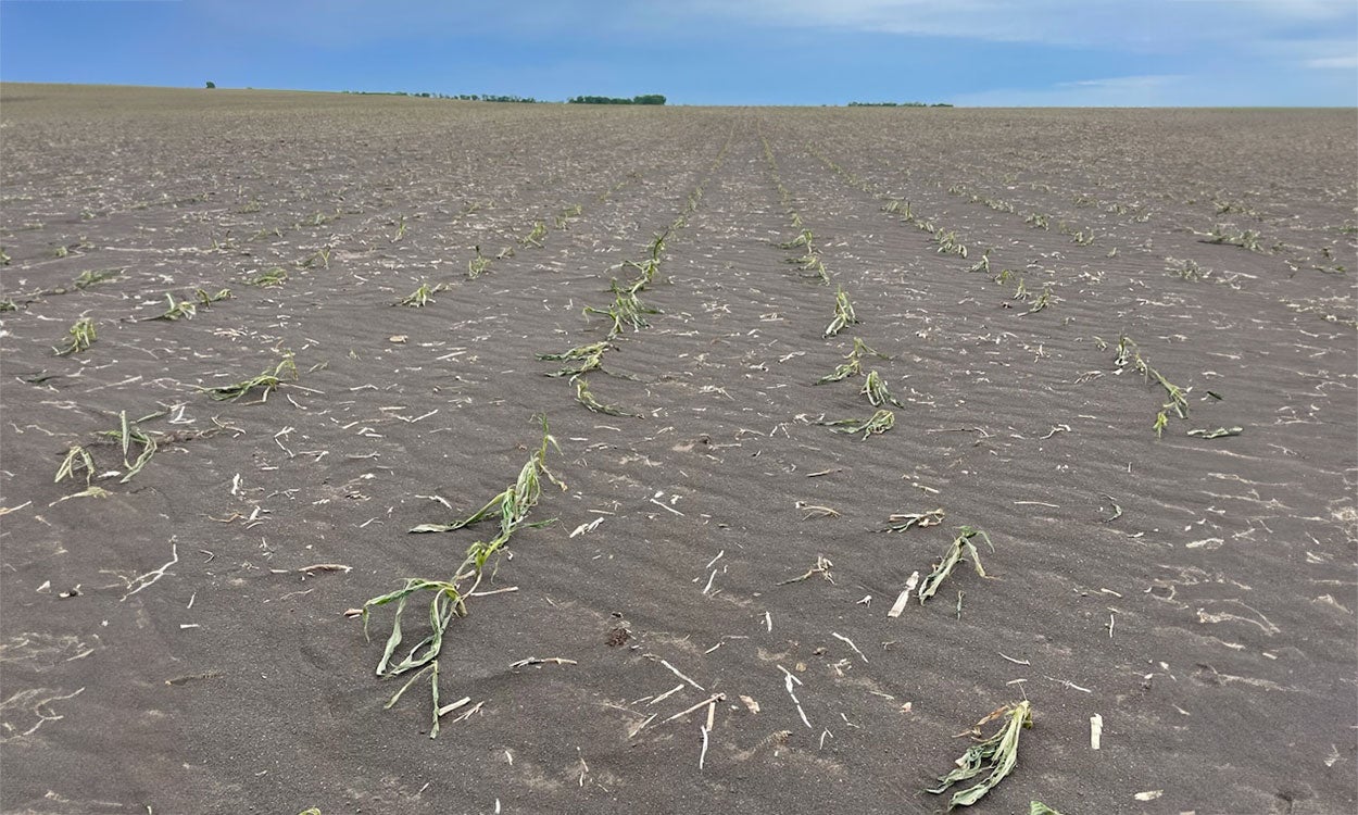 Field with severely scoured crops due to blowing soil.