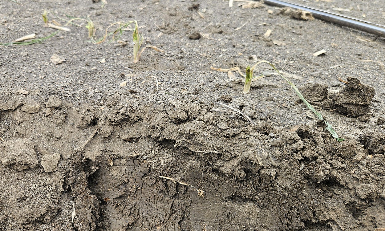 Soil profile revealing mucky, wet soil below the surface.