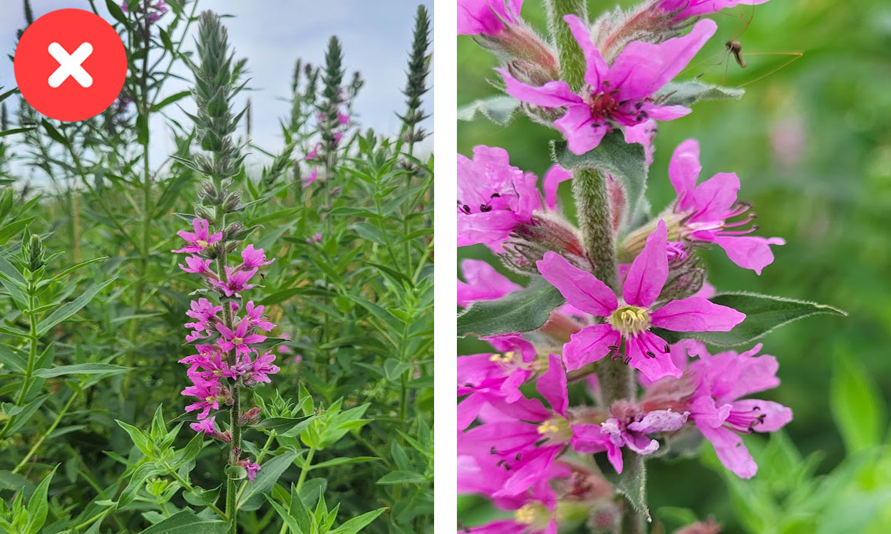 Spike of bright pink purple loosestrife flowers. A closer look reveals five-to-seven petals on each flower.