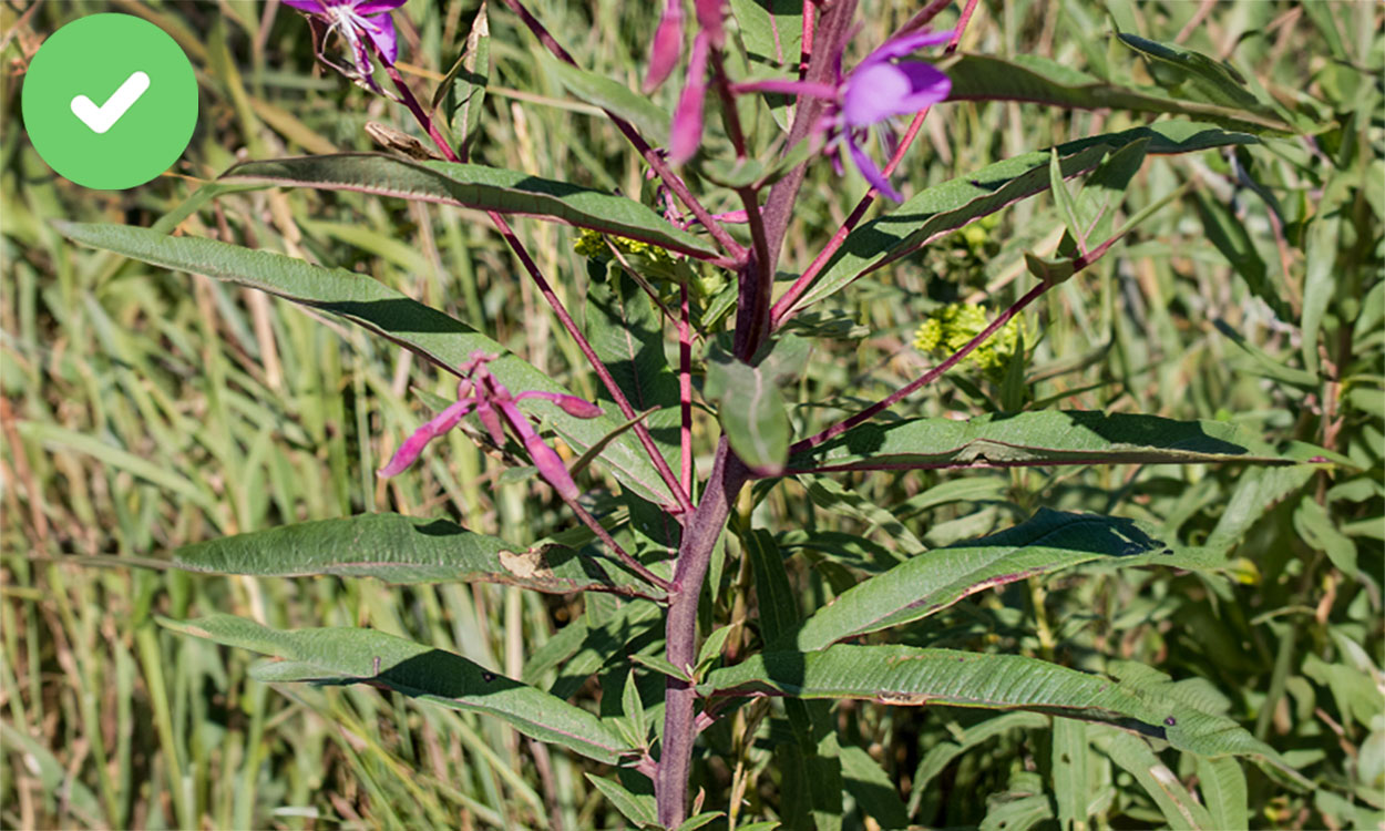 Fireweed plant with a distinct red stem and alternate lanceolate leaves.