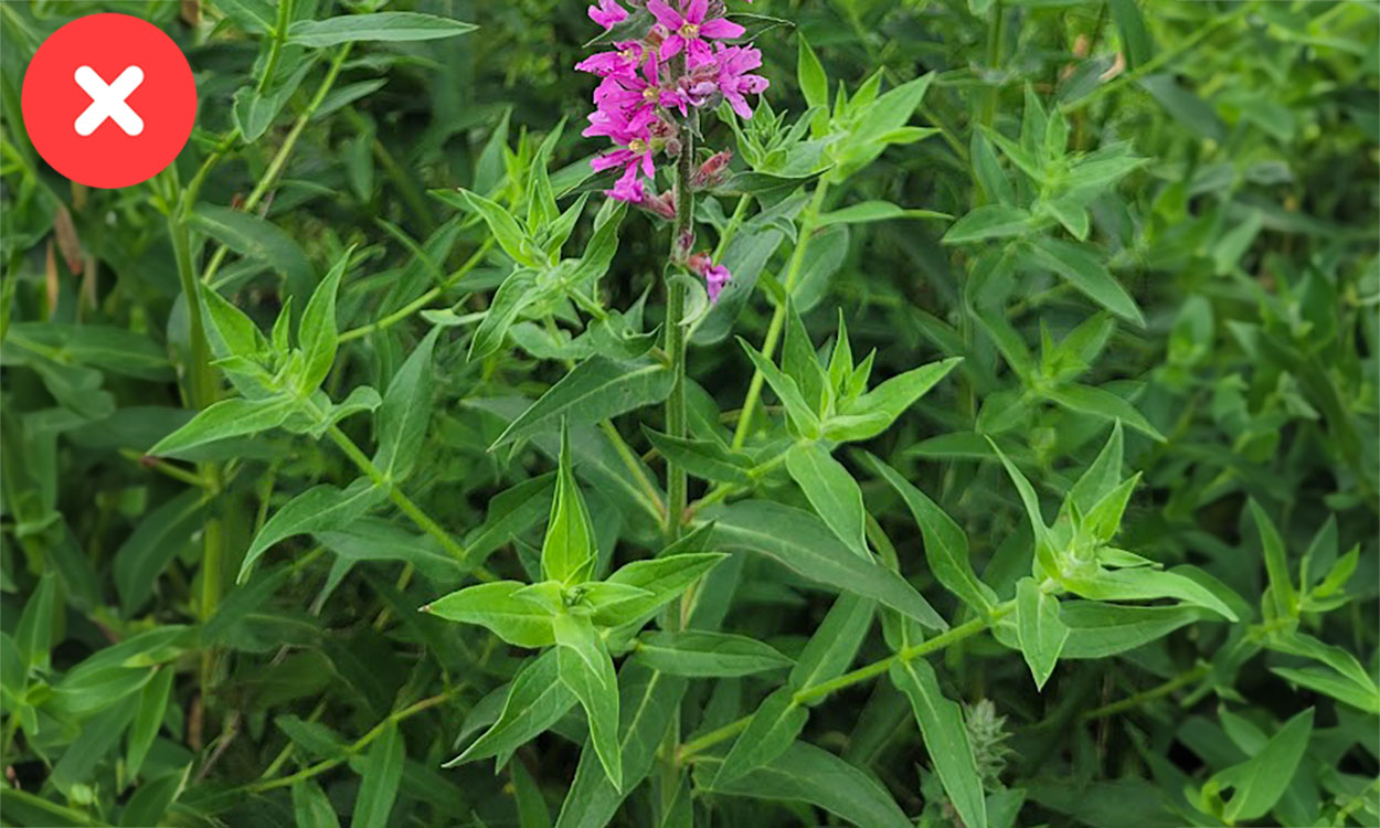 Purple loosestrife plant with a square stem with opposite lanceolate leaves.