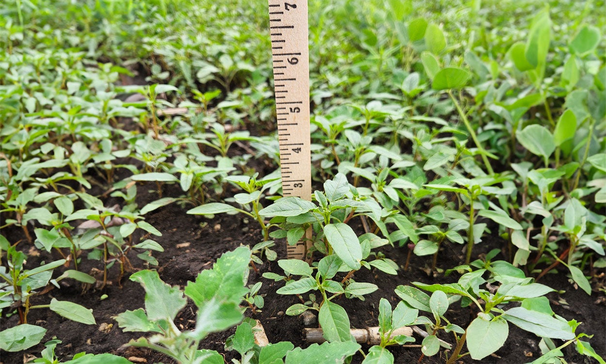 Small, green weeds throughout with a brown yard stick showing the weeds’ height being 2.5 inches.