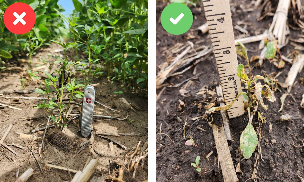Two pictures: the left one shows a large, green weed between two rows of larger, green soybean plants. The right picture shows a smaller, green weed surrounded by brown soil and a tan yard stick next to it.