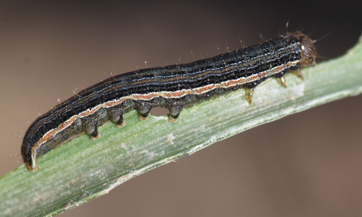 Dark green caterpillar with an orange stripe feeding on a corn leaf.