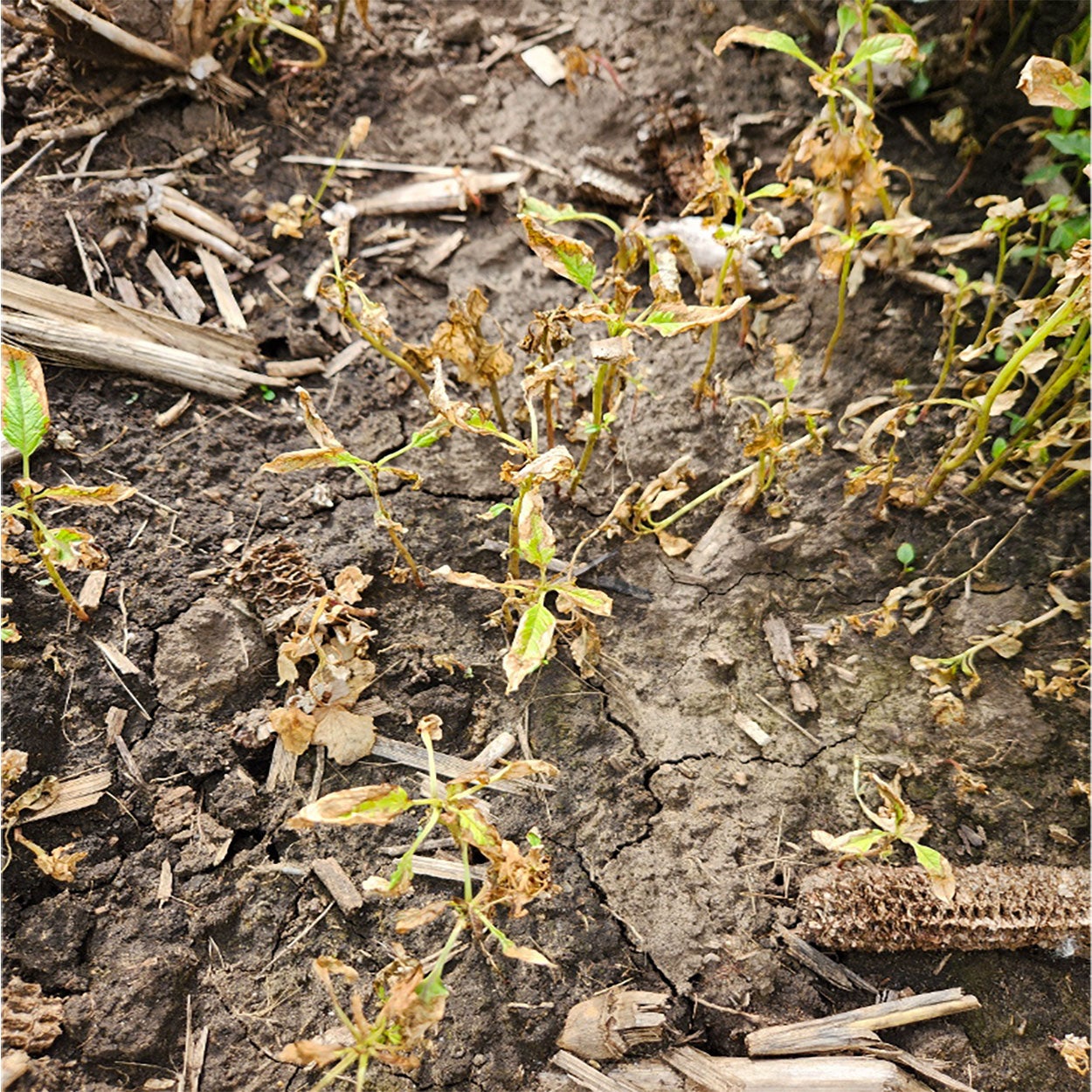Multiple, yellowing plants with tan, corn residue and soil throughout.