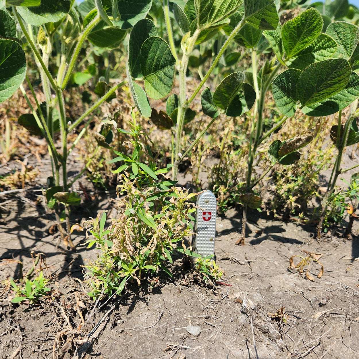 Green soybean and kochia plants with a pocketknife for size reference amongst tan, corn residue and brown soil.