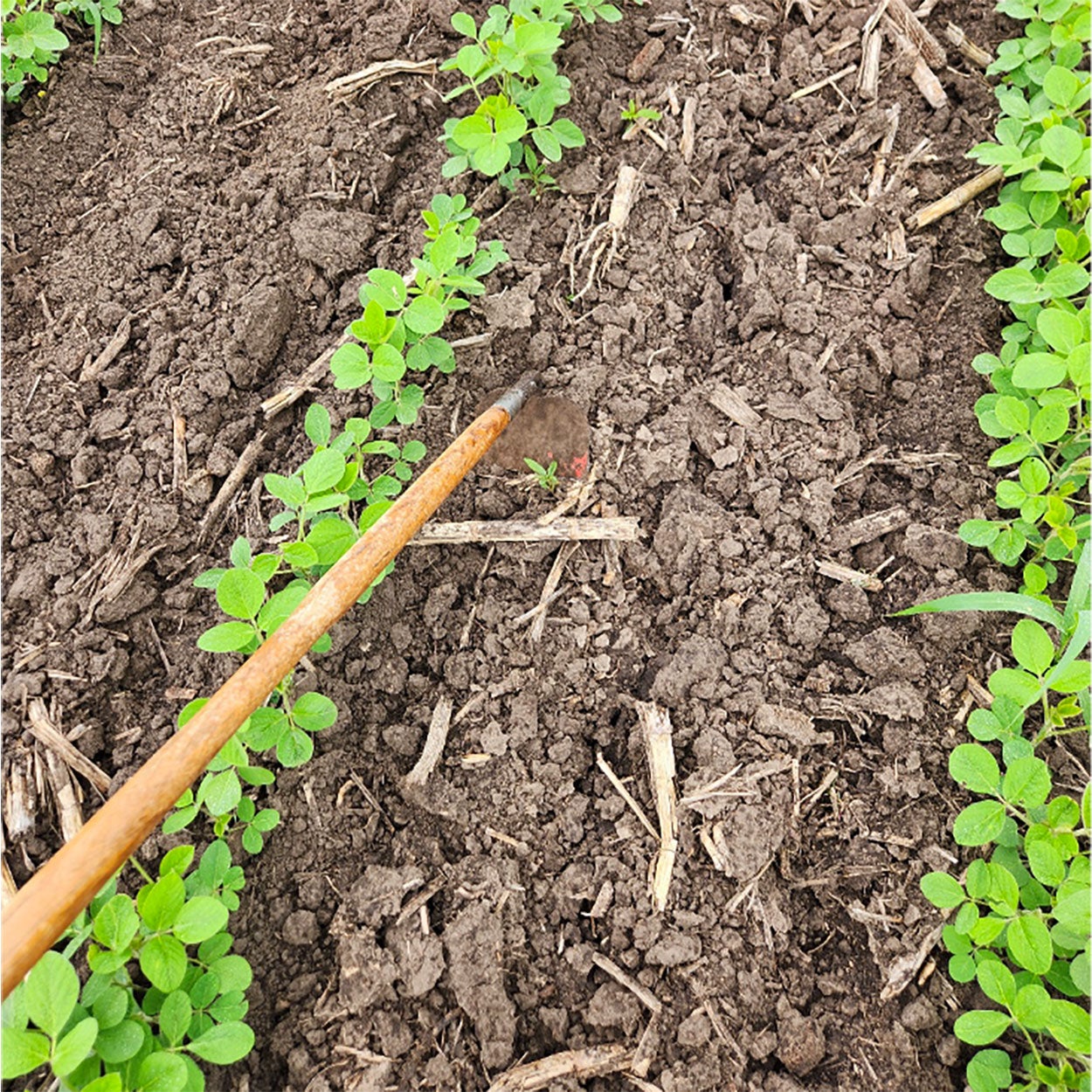 Rows of green soybean plants with tan, corn residue and brown soil throughout. A hand hoe is in the foreground, targeting a singular, small, green plant.