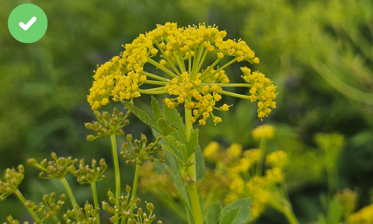 Golden alexander flower profile