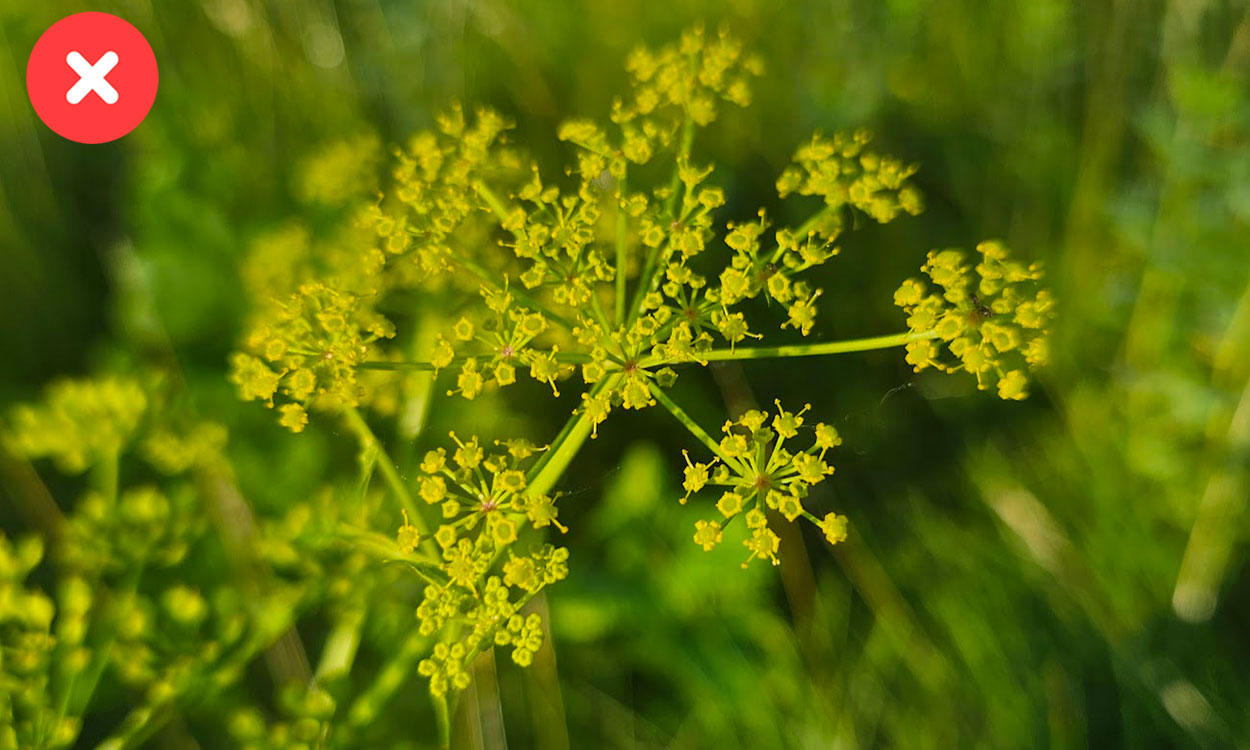 Wild parsnip flower profile.