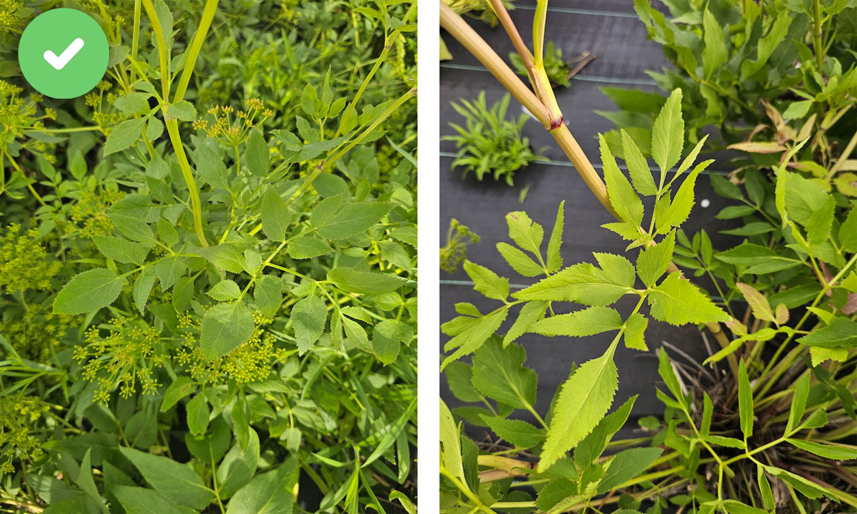 Golden alexander leaf and stem profile.