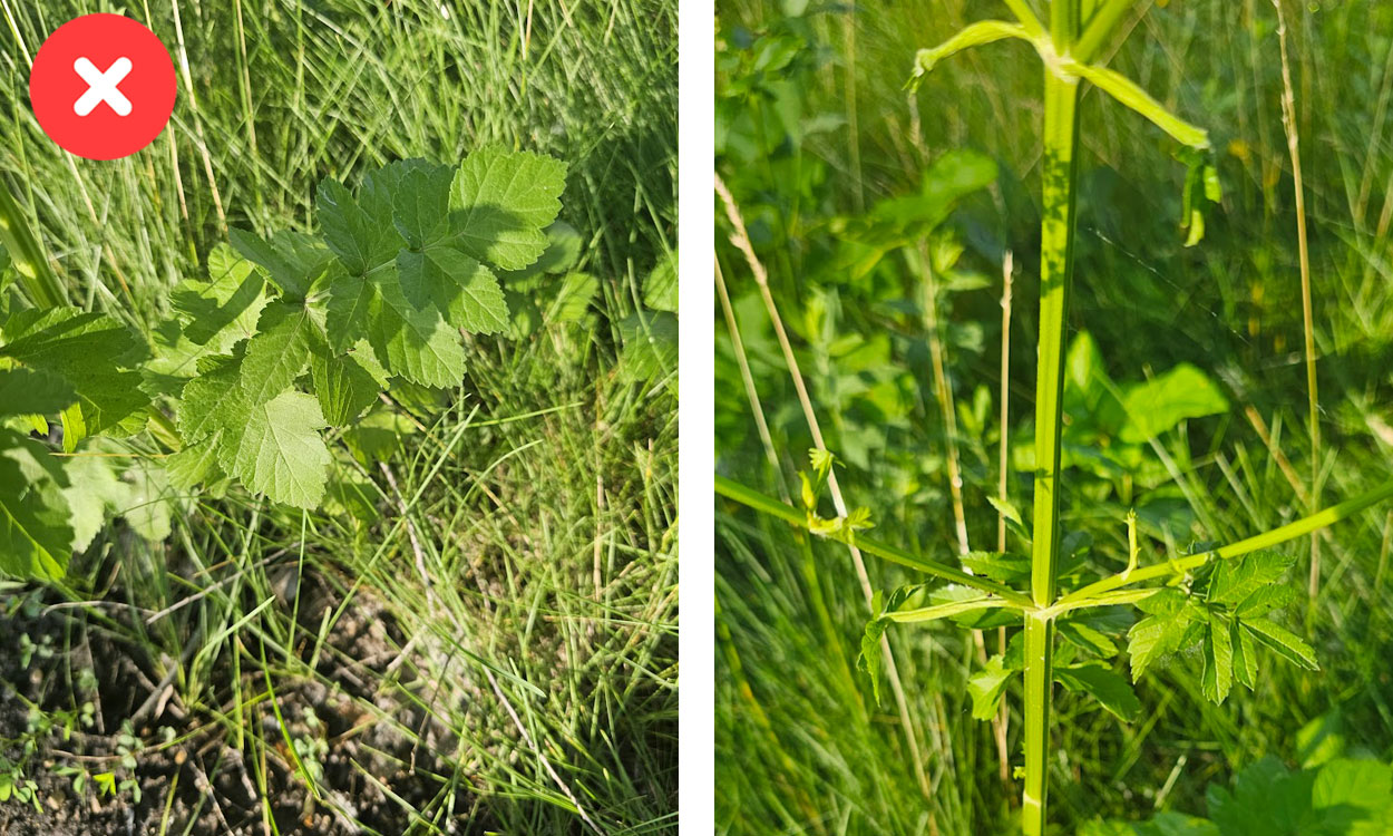Wild parsnip leaf and stem profile.