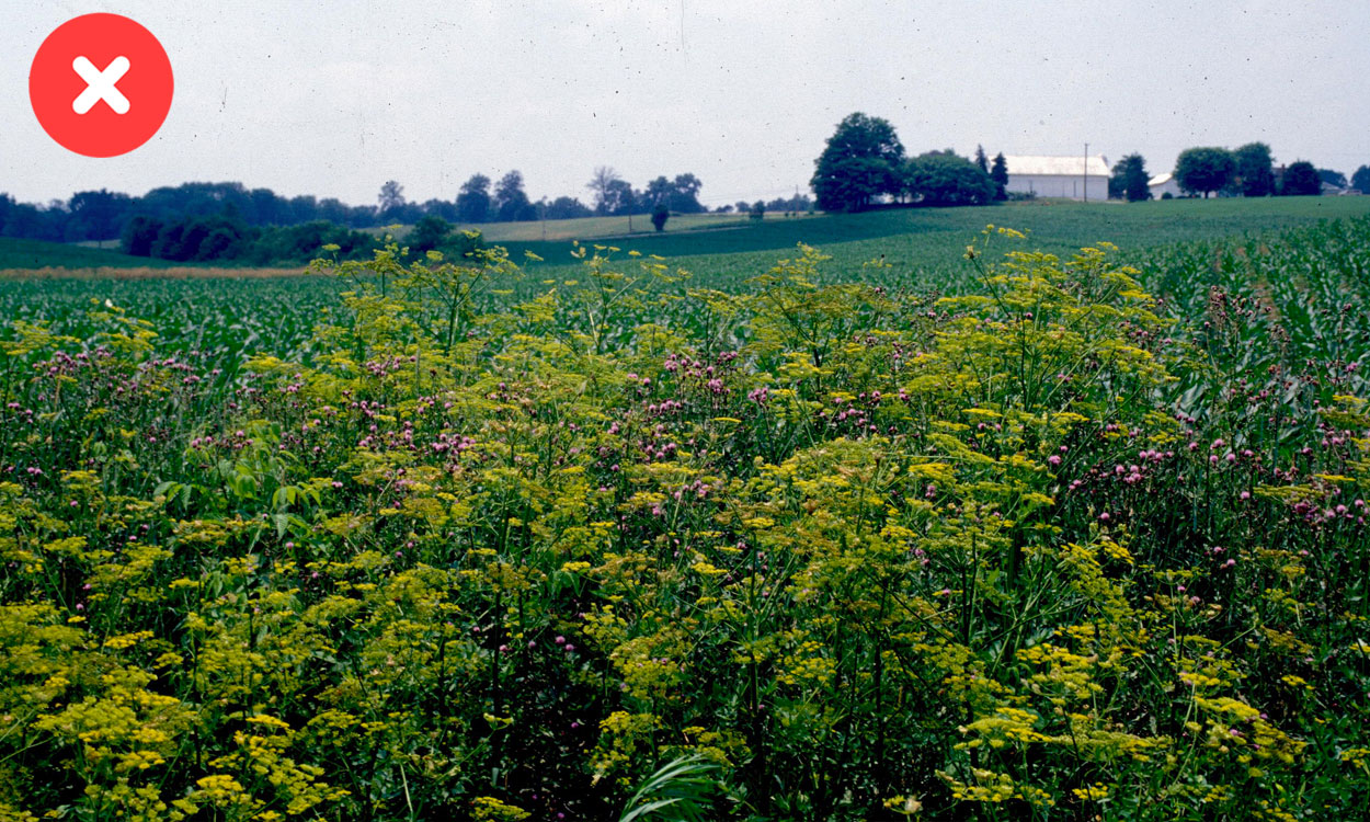 Wild parsnip habitat.