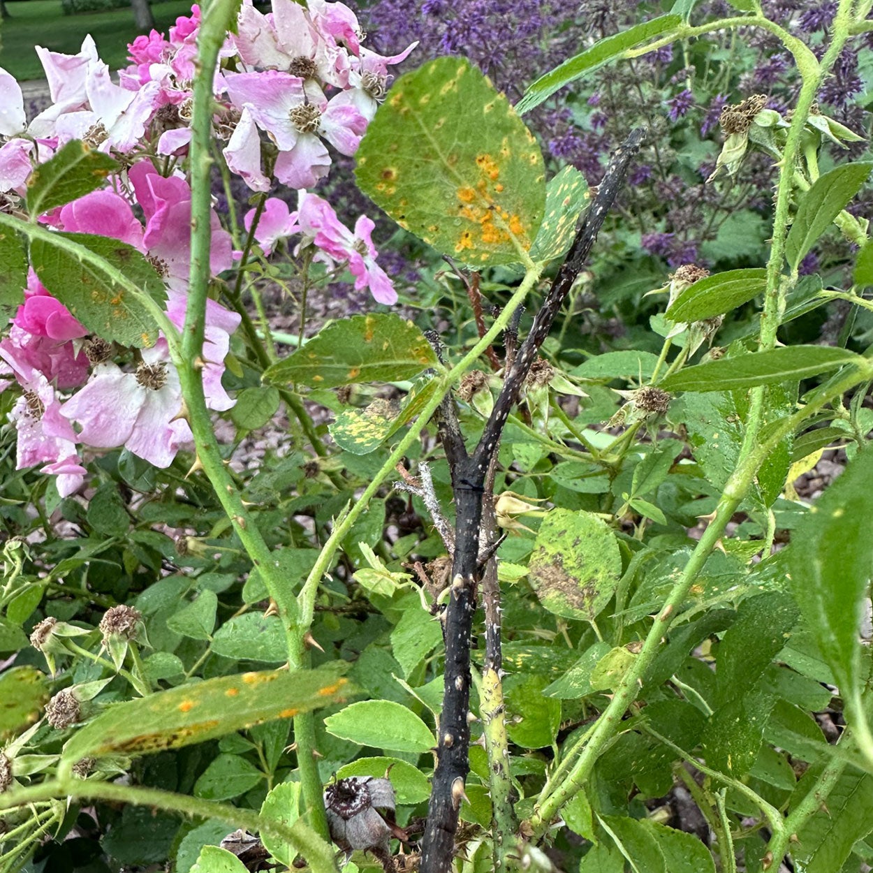 rose-rust