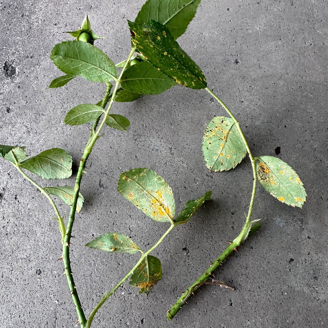 Stems, flowers and leaves infected with rose rust.