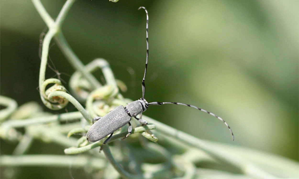 Gray beetle with long antennae.