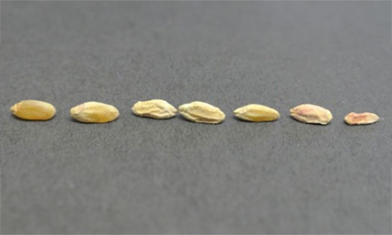 Durum kernels with varying levels of Fusarium infection.