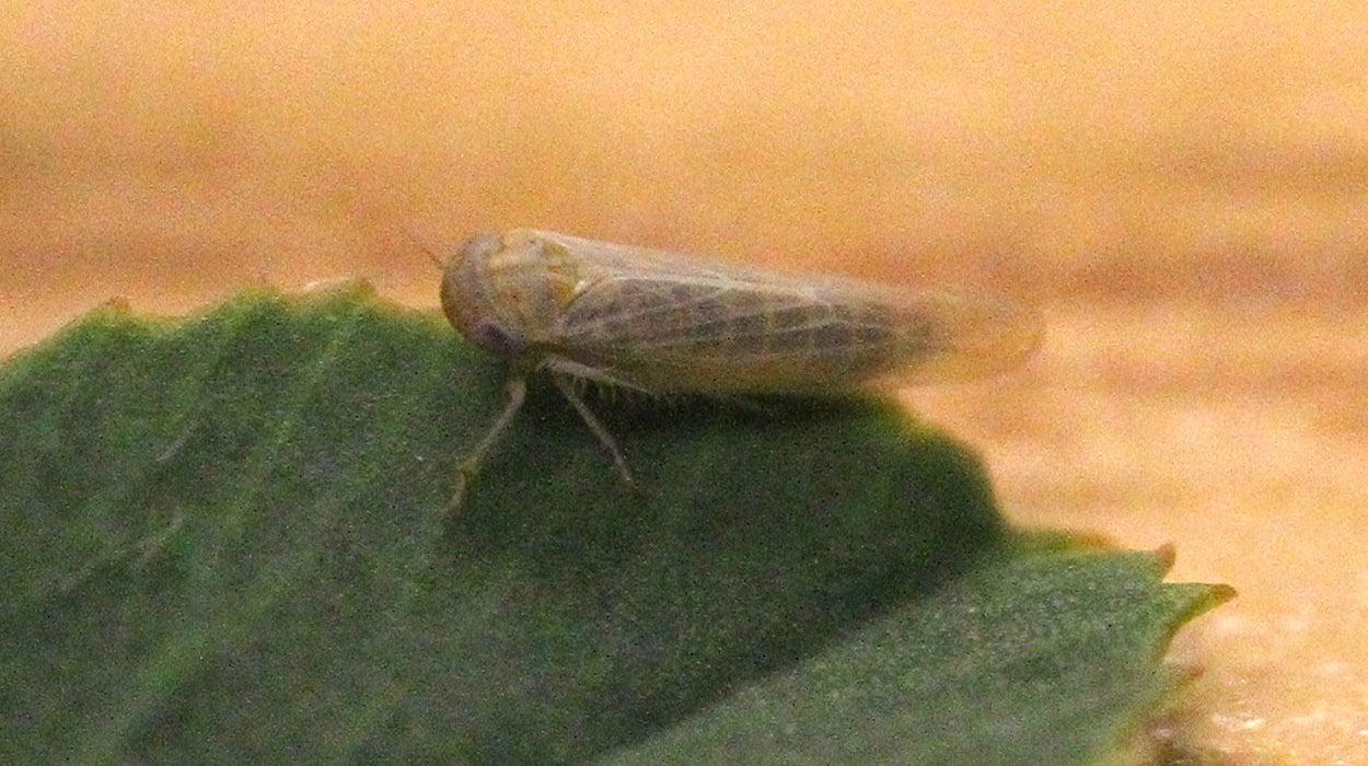 Small pale green leafhopper on a green alfalfa leaf.