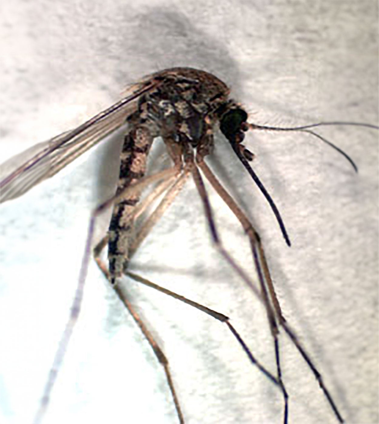 Mosquito specimen with dark coloration.