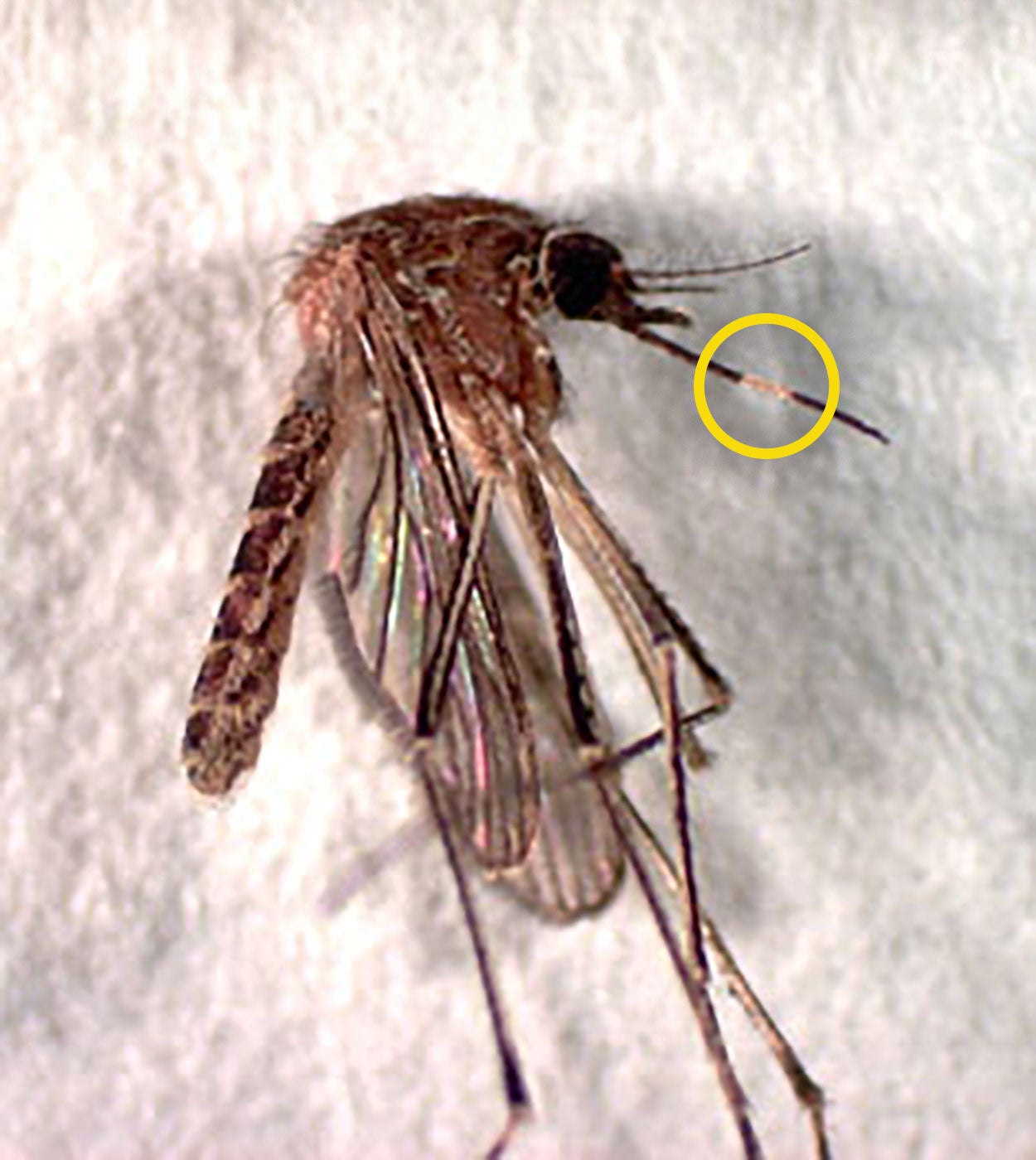 Mosquito specimen with white band on its proboscis.