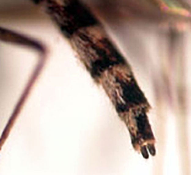 Enlarged photo showing the rear portion of an insect body.