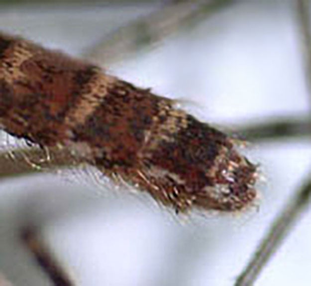Enlarged photo showing the rear portion of an insect body.