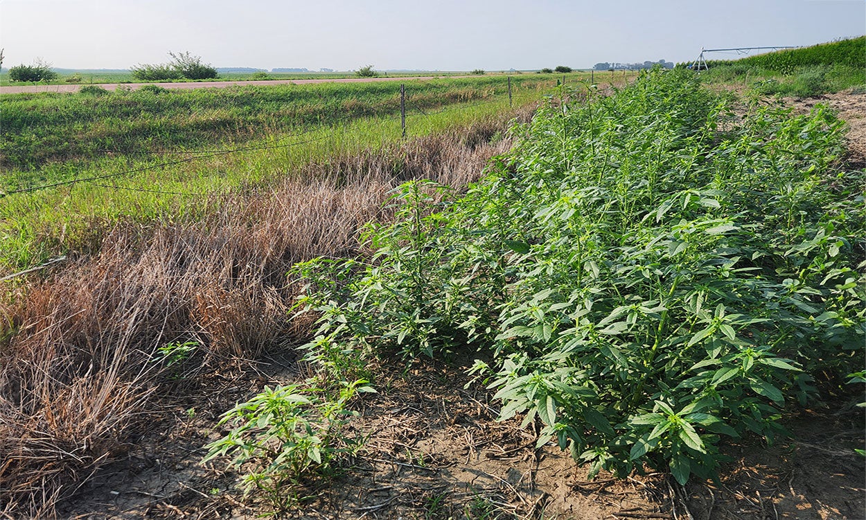 Weeds growing along a fencerow of a crop field.