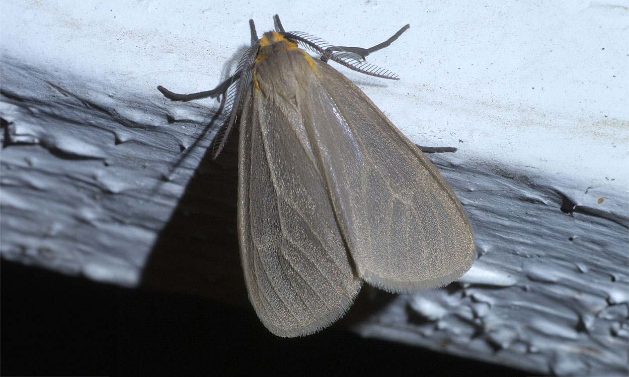 A close-up photo of a tan moth.