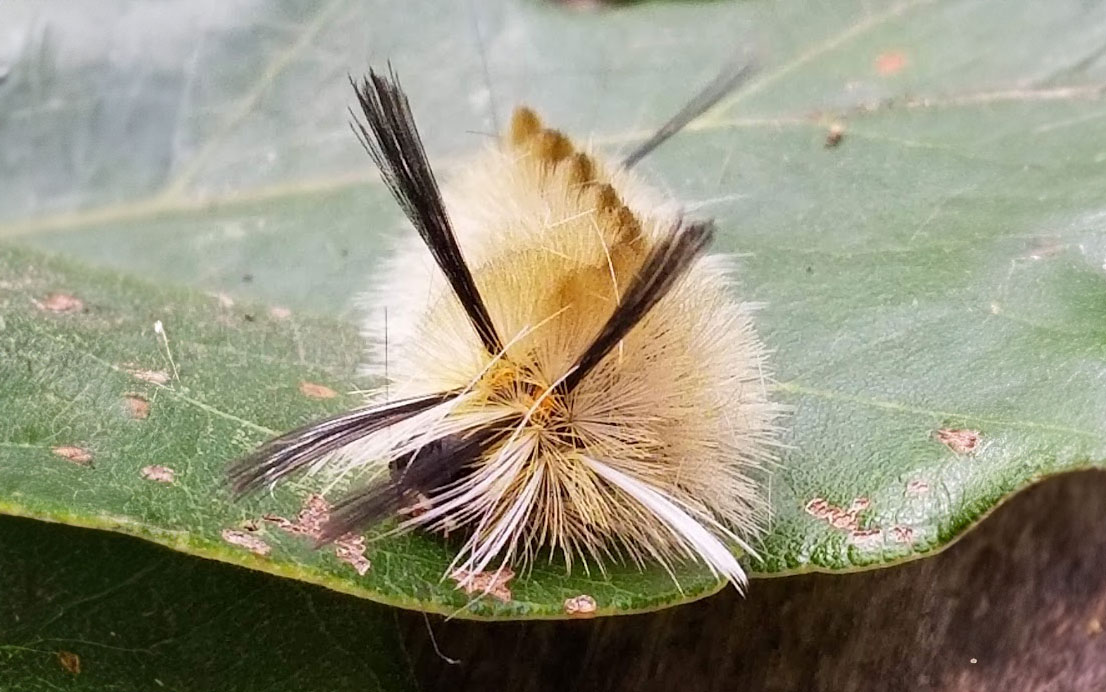A fuzzy caterpillar on a leaf.