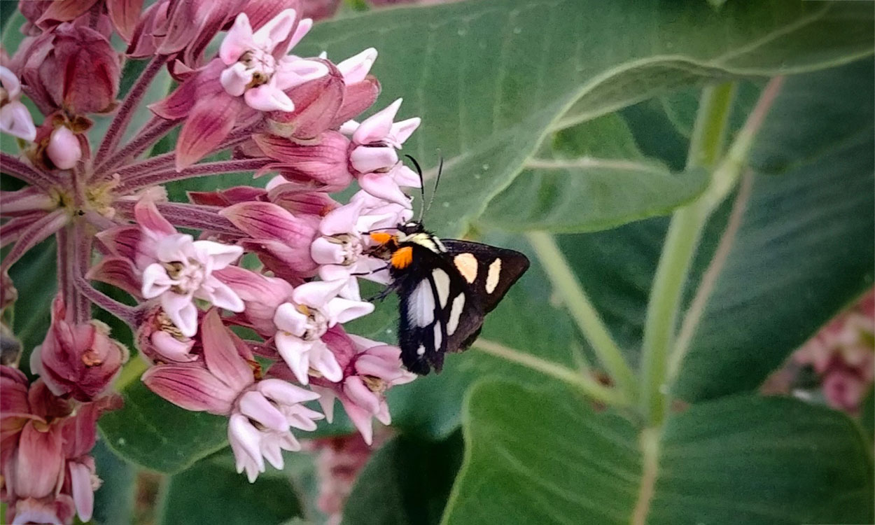A small moth on a pink flower.