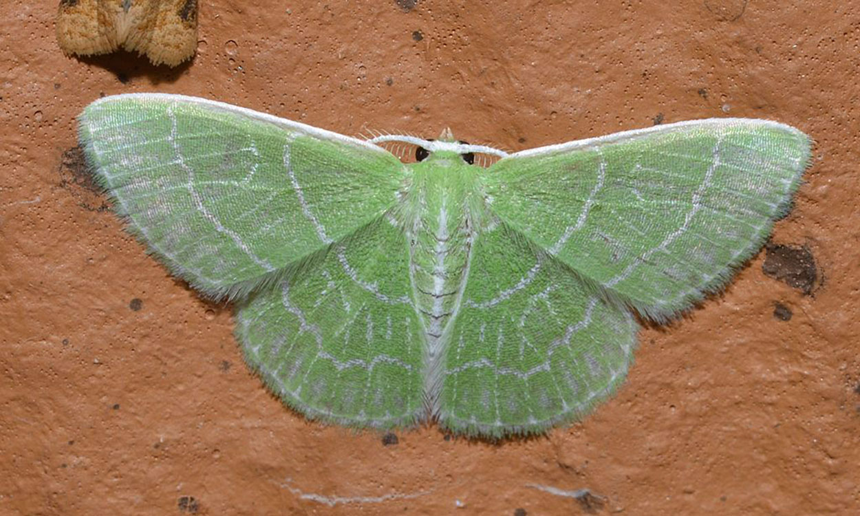 A moth with pink and black wings.
