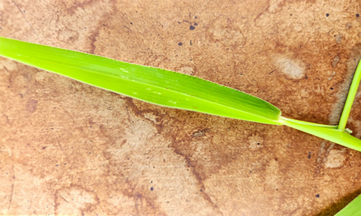Bright green grass leaf with a brown background.