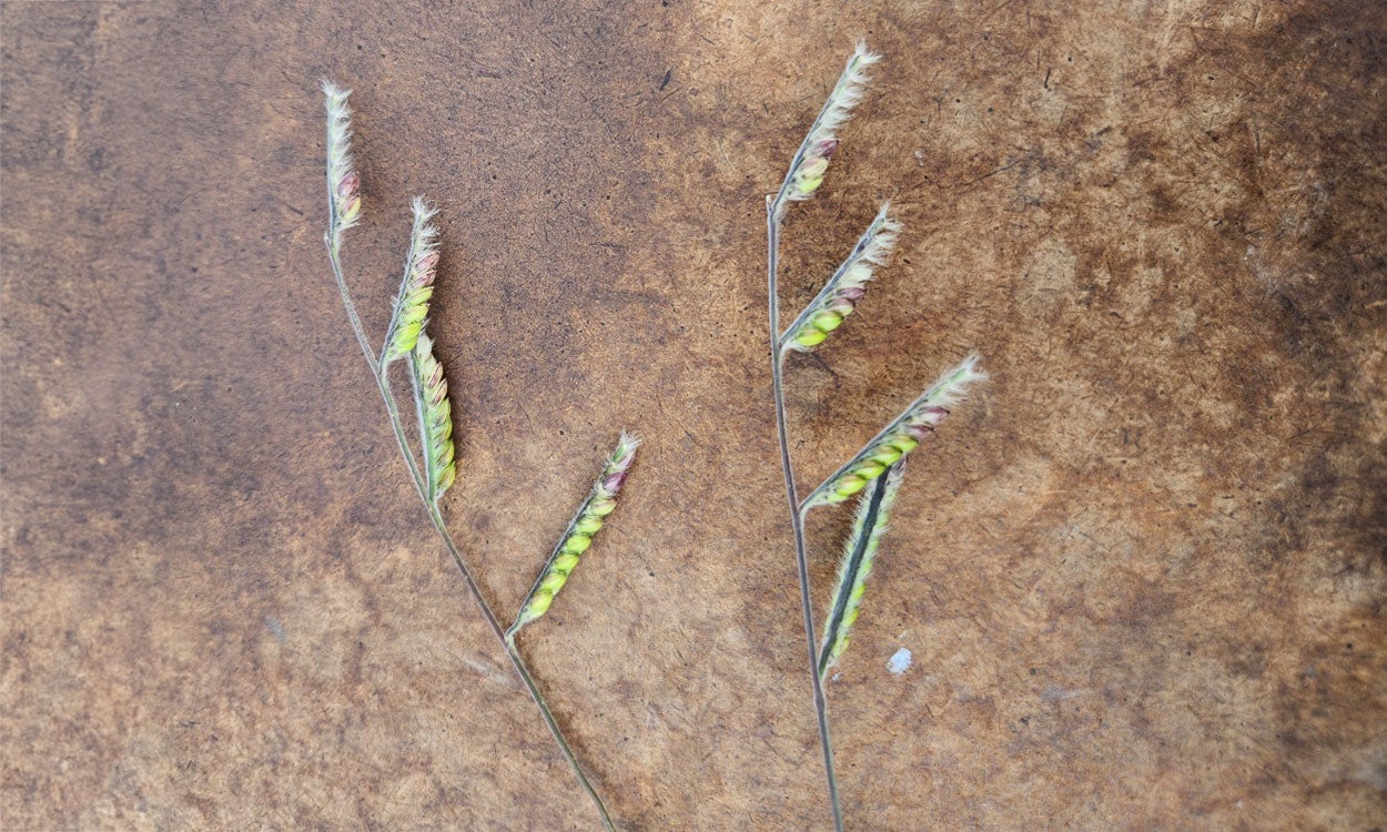 Two green plants with four, dark brown and green seedheads each.