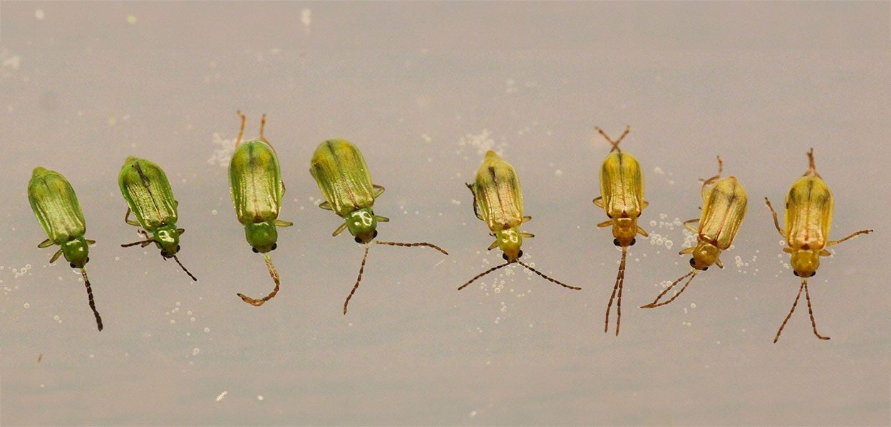 Eight green beetles on a tan background.