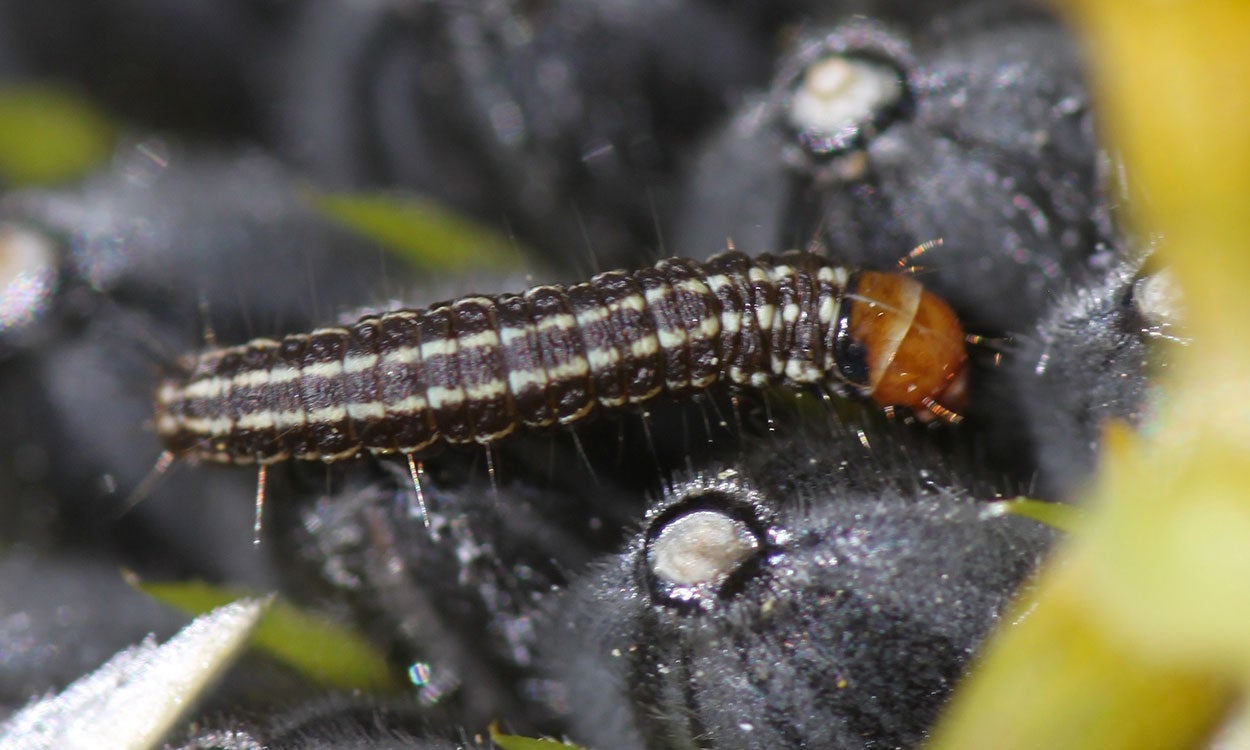 Black caterpillar with an orange head capsule crawling on developing sunflower seeds.